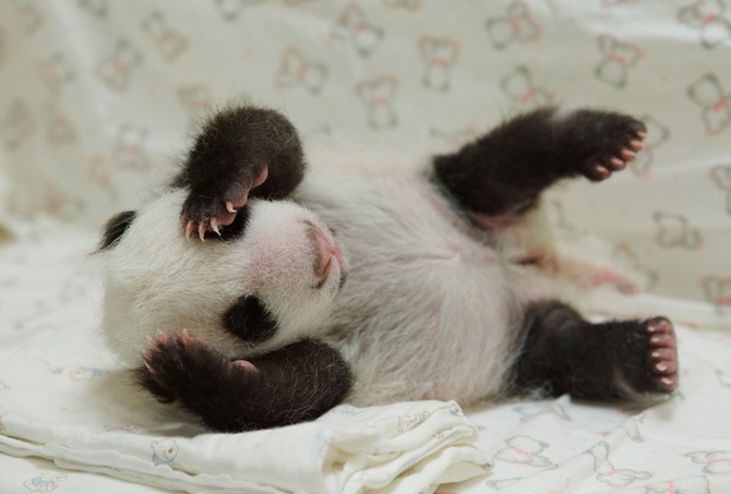 © Taipei City Zoo/AFP/Getty Images