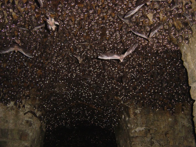 Bats at Golconda Fort — Bill Thoet