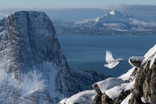 Erlend Haarberg (Норвегия) «Полёт каменной куропатки». Bird Photographer of the Year 2022 фото 1