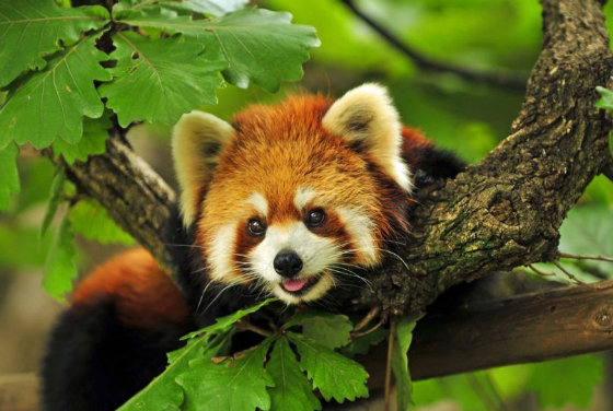 Супер миле створіння-червона панда