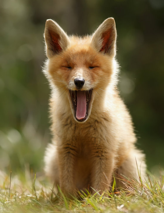 Очаровательные фотографии детенышей красной лисицы