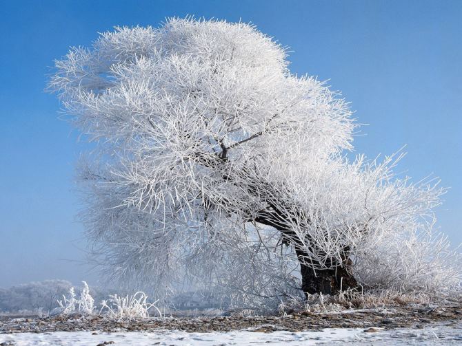 деревья зимой 
