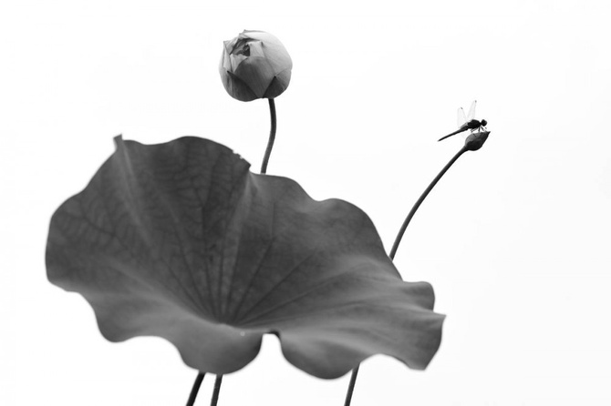 Minghui Yuan (Китай) «Цветение летом». Отмечено жюри IGPOTY Black & White 15