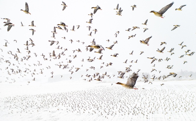 © Terje Kolaas (Норвегия) «Розовоногие гуси встречают зиму» | Фотограф года по версии Drone Photo Awards 2021