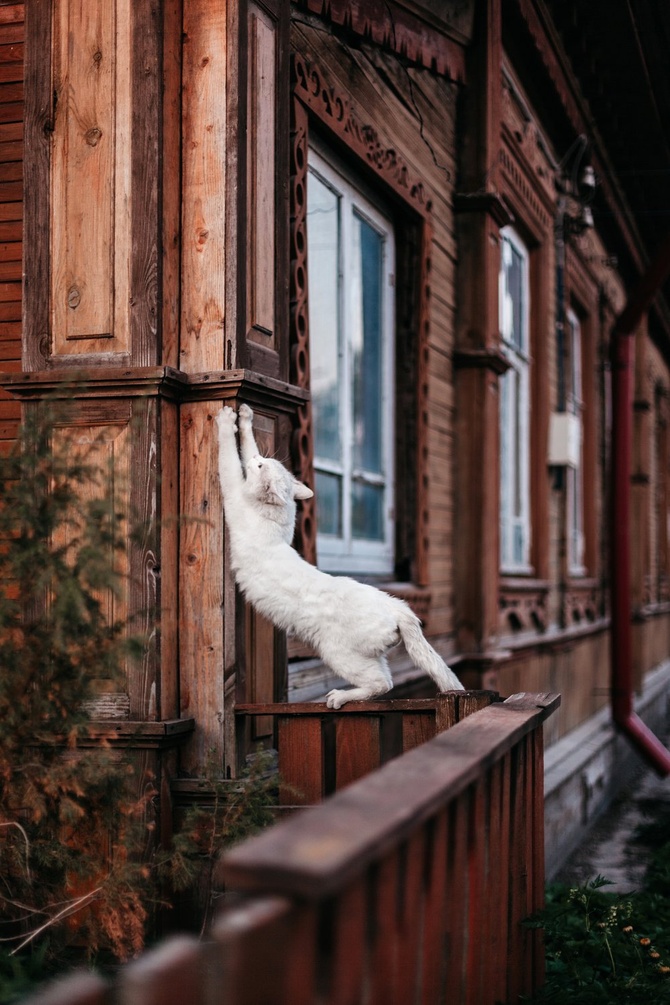 «Каргопольская котеюшка», автор — Nadezhda