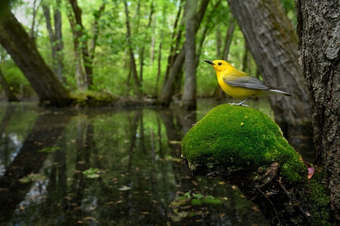 Raymond Hennessy «Маяк на болоте». Высокая оценка жюри в категории «Птицы в естественной среде обитания» | BPOTY 2022