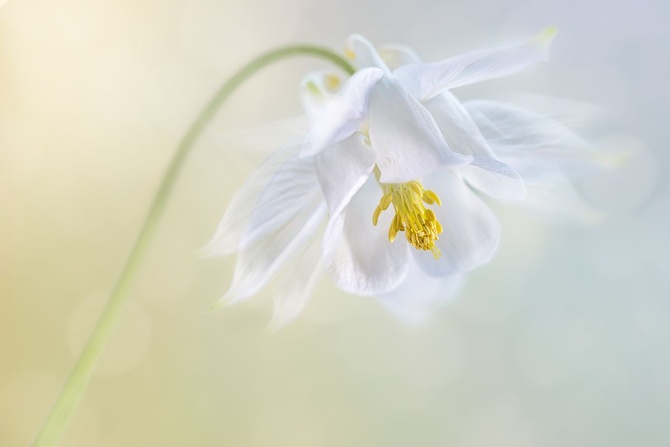 Бронзовая медаль — Sophia Spurgin (Великобритания) «Белые цветы»