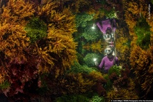 Работа Джастина Гиллигана (Justin Gilligan) из Австралии победила в категории "Растения и грибы". фото 11