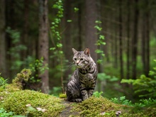 «Лесной кот», автор — Евгений Волосков фото 14