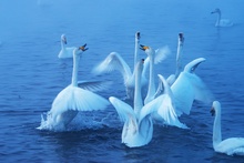 «Лебединое озеро», Владимир Иванов, зимующие лебеди на озере Светлое (Лебединое) в Алтайском крае фото 7