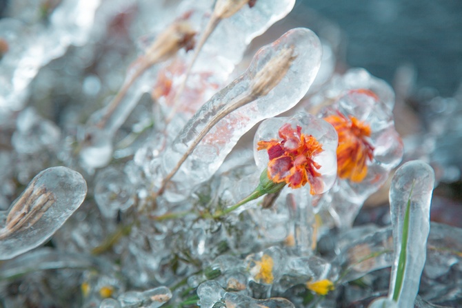 Цветы во льду, фотограф: Владимир Судник