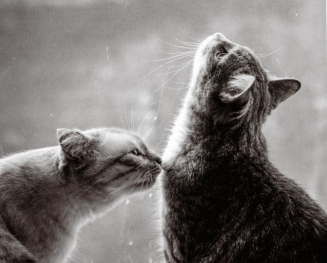«Кошачья любовь», автор — Анастасия