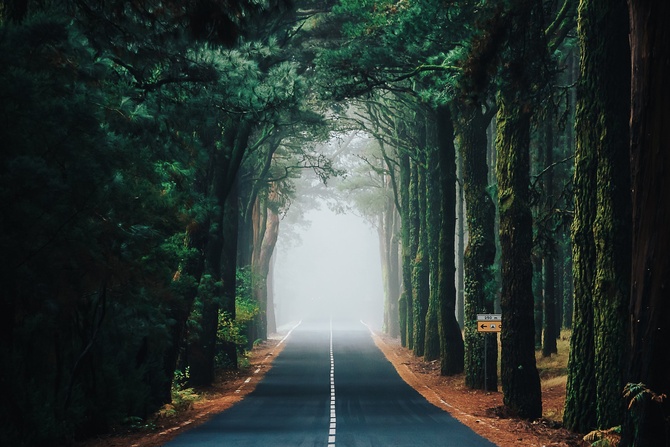 Лес надежды. По пути на вулкан Тейде проходит красивейшая дорога по лесу Эсперанса (надежда). Фото - Кристина Комарницкая