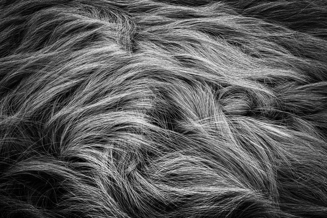 Dieter Wanjura (Германия) «Водоворот травы». Финалист IGPOTY Black & White 15