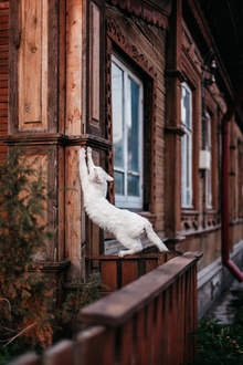 «Каргопольская котеюшка», автор — Nadezhda фото 3