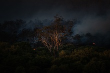 Matt Palmer «Пепел» (пожары в Тасмании). Победитель в категории «Проект» фото 14