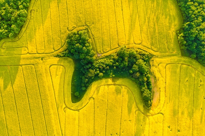 © Jan Ulicki (Польша) «Пудель в рапсовом поле». Высокая оценка жюри в категории видео «Природа» | Drone Photo Awards 2021