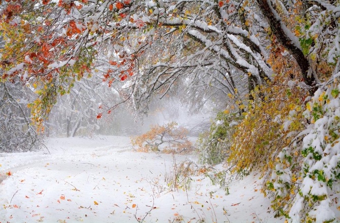 Осенний лес на границе с зимой - Дмитрий Филатов