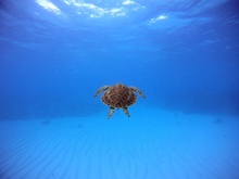 Swimming with a Turtle — John Peterson фото 15