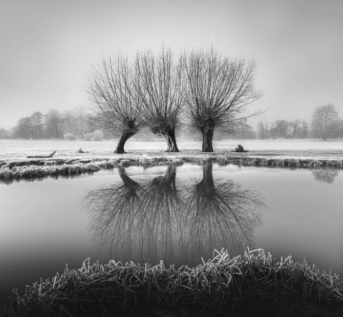 Timothy Burgess (Великобритания) «Ивы зимой». Финалист IGPOTY Black & White 15