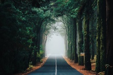 Лес надежды. По пути на вулкан Тейде проходит красивейшая дорога по лесу Эсперанса (надежда). Фото - Кристина Комарницкая фото 10