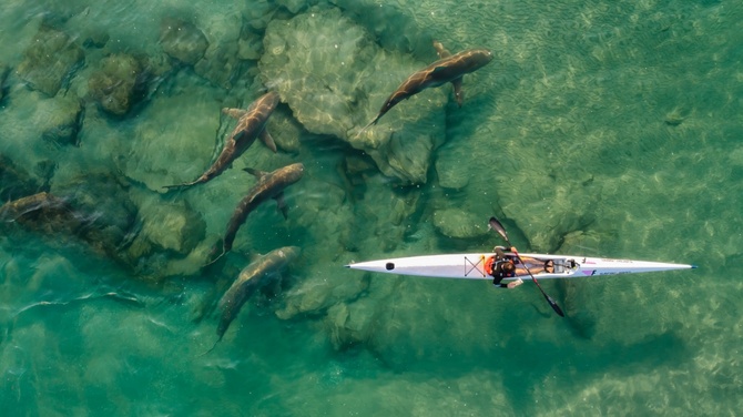 © Ido Meirovich (Израиль) «В компании акул». Высокая оценка жюри в категории видео «Спорт» | Drone Photo Awards 2021