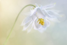 Бронзовая медаль — Sophia Spurgin (Великобритания) «Белые цветы» фото 3