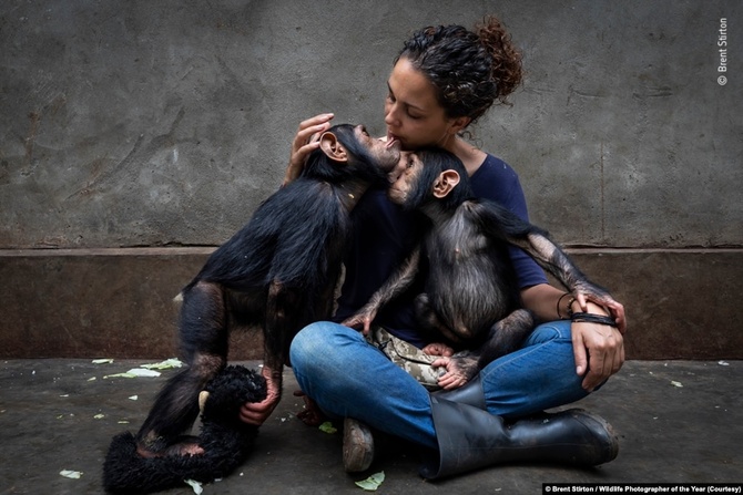 "Исцеляющее прикосновение" Брента Стиртона (Brent Stirton) из Южной Африки назвали лучшей "Фотожурналистской историей". Снимок сделан в Центре реабилитации приматов. 