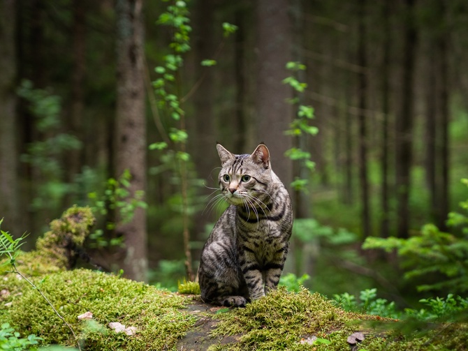 «Лесной кот», автор — Евгений Волосков
