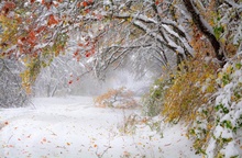Осенний лес на границе с зимой - Дмитрий Филатов фото 8