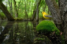 Raymond Hennessy «Маяк на болоте». Высокая оценка жюри в категории «Птицы в естественной среде обитания» | BPOTY 2022 фото 11
