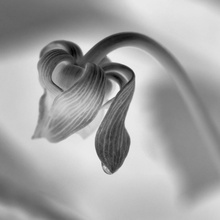Marina Chrysou (Великобритания) «Разворачивание». Финалист IGPOTY Black & White 15 фото 7