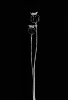 Lotte Grønkjær (Дания) «Коробочки мака». Высокая оценка жюри IGPOTY Black & White 15 фото 11