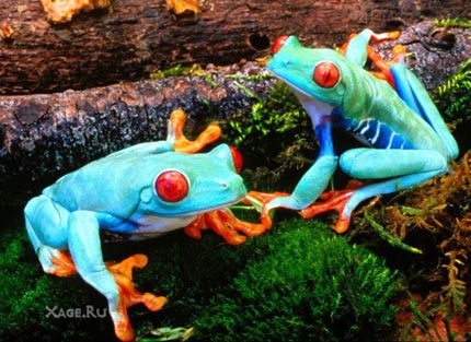 Самые разноцветные и ядовитые лягушки