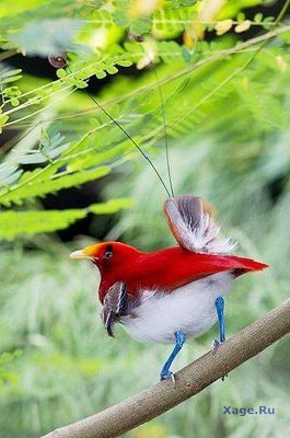 Неизестные, но очень красивые птицы