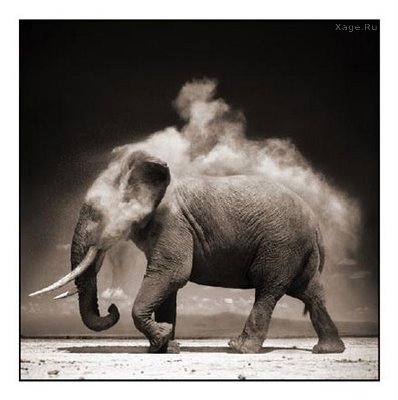 Стильные фото животных от Nick Brandt