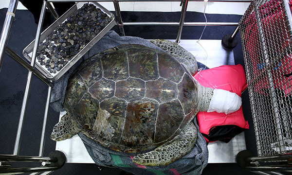 Из желудка морской черепахи в Таиланде удалили более 900 монет