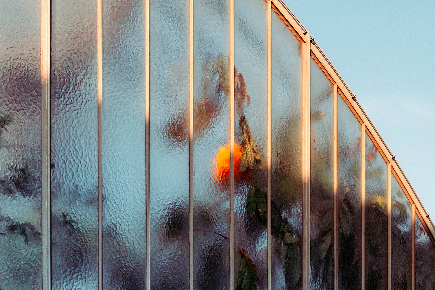 Потрясающие снимки оранжерей, которые выглядят как картины масляными красками