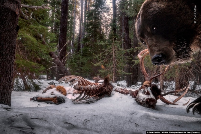 Первое место в категории "Животные в естественной среде". Американский фотограф Зак Клотье (Zack Clothier) сфотографировал гризли. 
