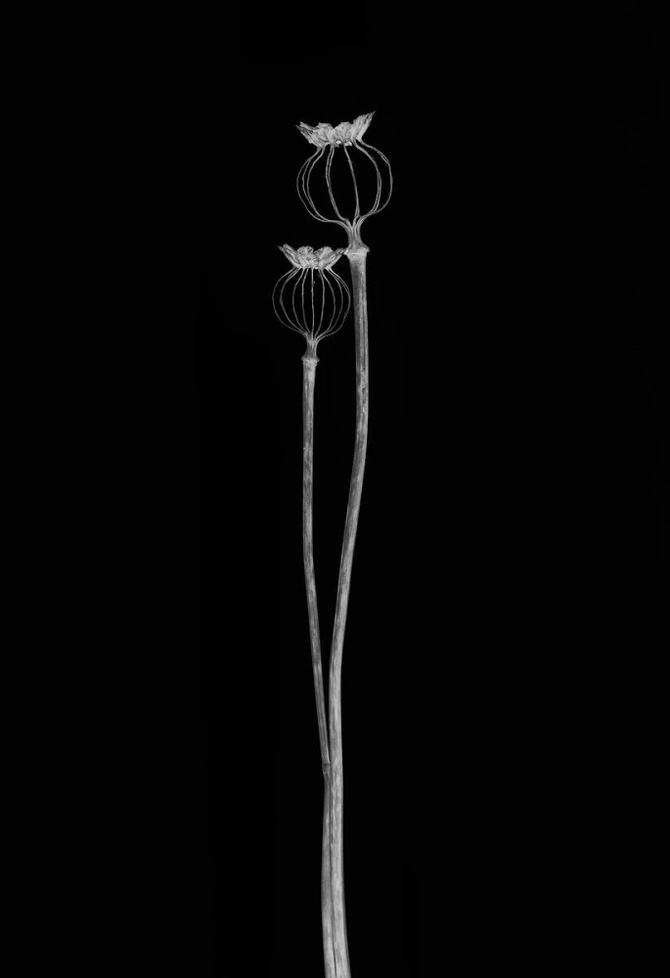 Lotte Grønkjær (Дания) «Коробочки мака». Высокая оценка жюри IGPOTY Black & White 15